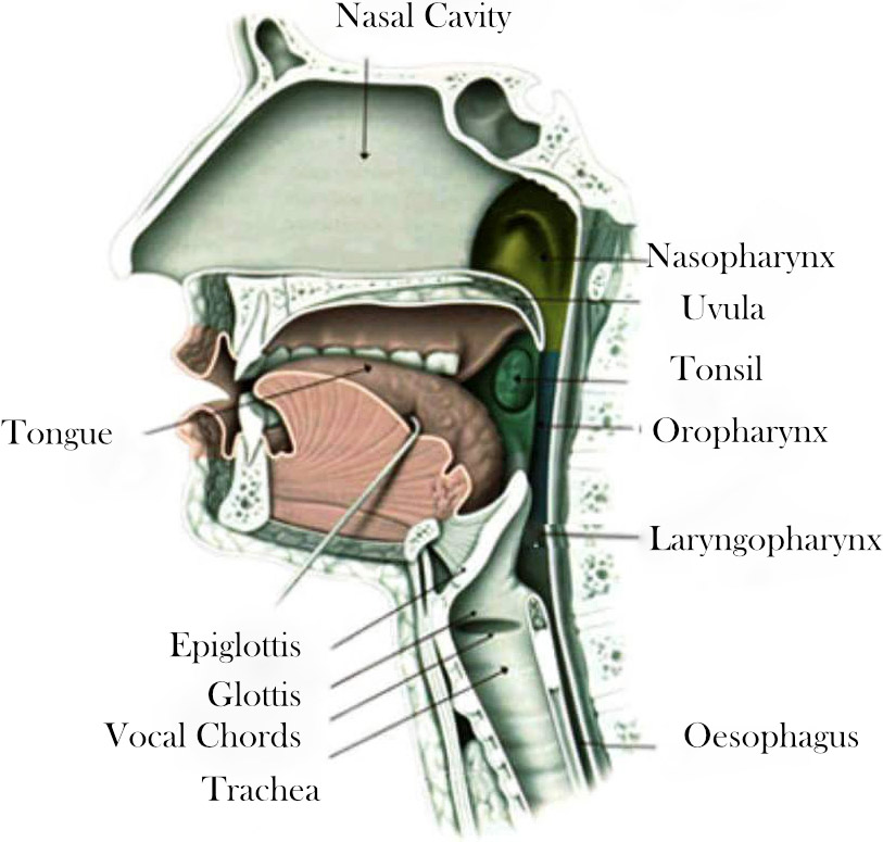 The study of vocalization through practical anatomy in the Alexander Technique